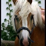 Haflinger Herkules