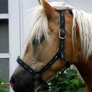 Haflinger Herkules
