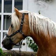 Haflinger Herkules