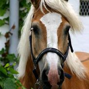 Haflinger Herkules