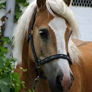 Haflinger Herkules