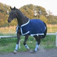 Trakehner Wingman Solgt