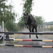 Trakehner Wingman Solgt