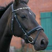 Trakehner Wingman Solgt