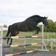 Trakehner Wingman Solgt