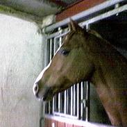 Fuldblod (XX) Master Django Jr.