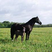 Welsh Cob (sec D) Haymos Dream of Mayflower (solgt)