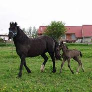 Welsh Cob (sec D) Haymos Dream of Mayflower (solgt)