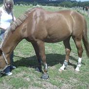 Fuldblod (XX) Master Django Jr.