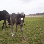 New Forest Pointsprings Salome