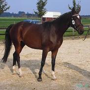 Dansk Varmblod Asferg Heidi