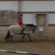 Anden særlig race Kenzo