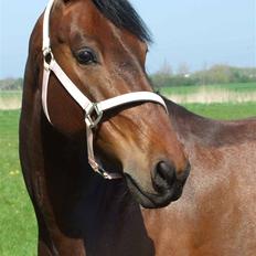 Oldenborg VESTERGÅRDS FILIPPA (†08)