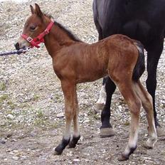 Welsh Pony af Cob-type (sec C) Chopins Gilbert 