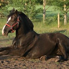 Oldenborg April's Nar     *Plysser*