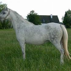 Welsh Mountain (sec A) fakla gry R.I.P.