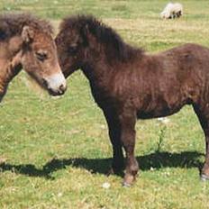 Shetlænder Spilop