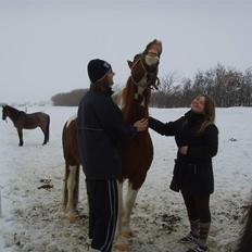 Pinto indi<33(solgt)