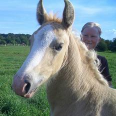 Palomino Gry