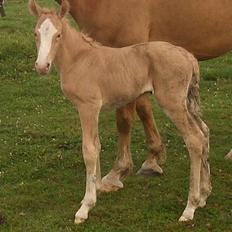 Palomino Gry