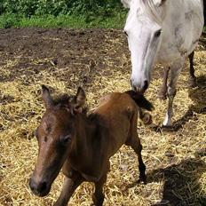 Welsh Pony af Cob-type (sec C) Skovbjergs Princess SOLGT