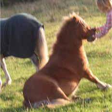 Shetlænder Blitz