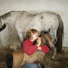 Welsh Pony af Cob-type (sec C) Skovbjergs Princess SOLGT