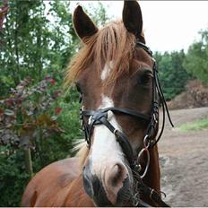 Welsh Pony (sec B) Avalon SOLGT