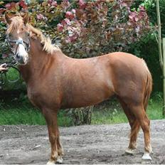 Welsh Pony (sec B) Avalon SOLGT