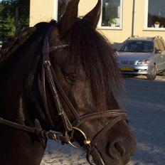 Anden særlig race Triumph 