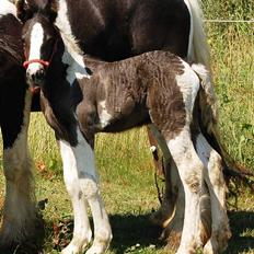 Irish Cob Axelved's Djuke 