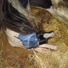 Irish Cob Axelved's Djuke 