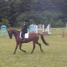 Dansk Varmblod Trobadur