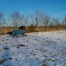 Welsh Cob (sec D) beauty