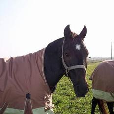 Traver Futte (profit)