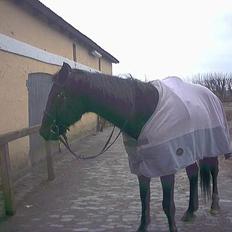 Traver Futte (profit)