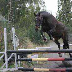 Trakehner Wingman Solgt