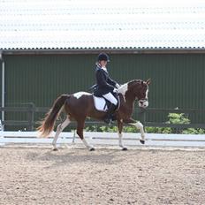 Pinto Solero (solgt)