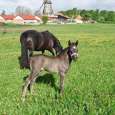 Welsh Cob (sec D) Haymos Dream of Mayflower (solgt)
