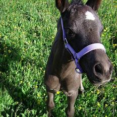 Welsh Cob (sec D) Haymos Dream of Mayflower (solgt)