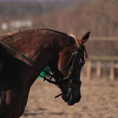 Welsh Cob (sec D) Kielshoop Honeyrose Solgt