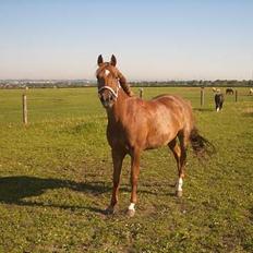 Welsh Cob (sec D) Kielshoop Honeyrose Solgt