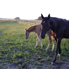 Traver Tenna Will*død 22/10-09*