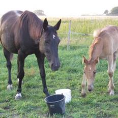 Traver Tenna Will*død 22/10-09*