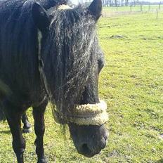 Dartmoor fjuri<3<3 solgt og savnet