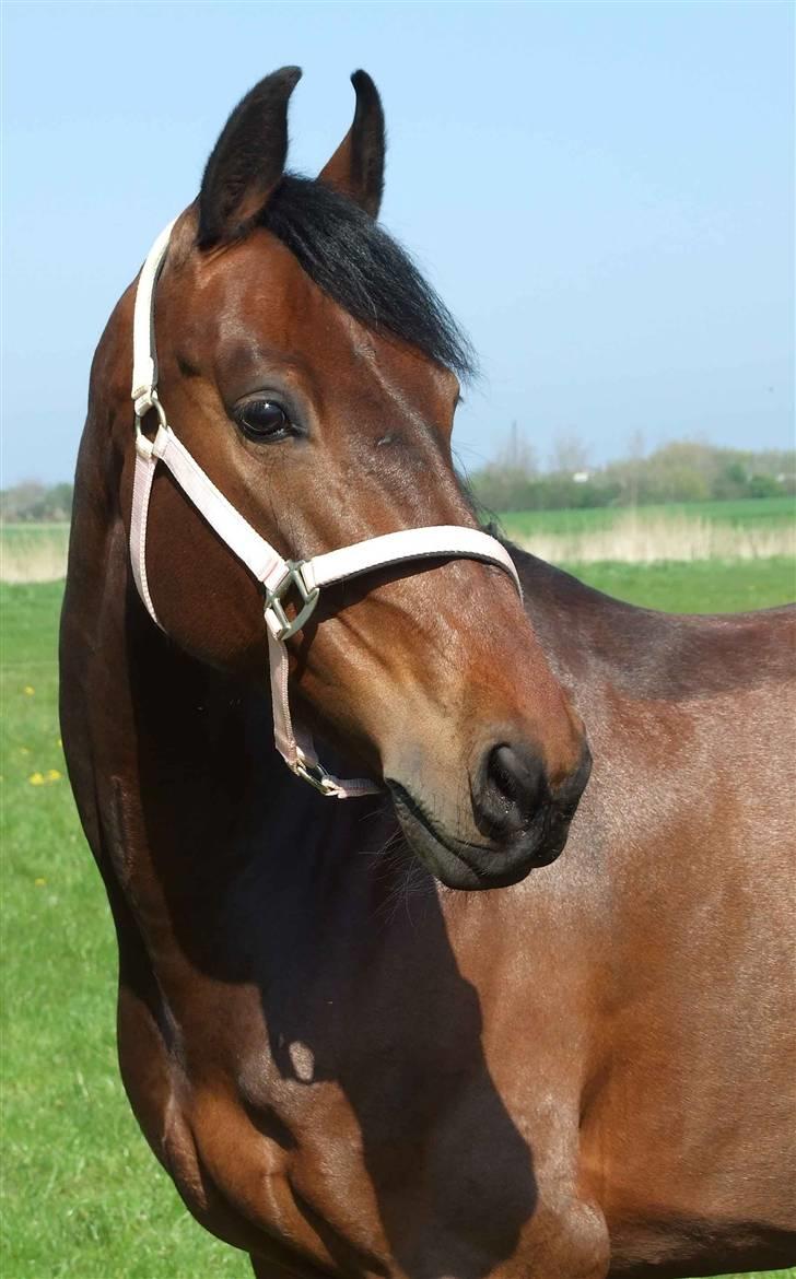 Oldenborg VESTERGÅRDS FILIPPA (†08) - Foto. Rebekka billede 1