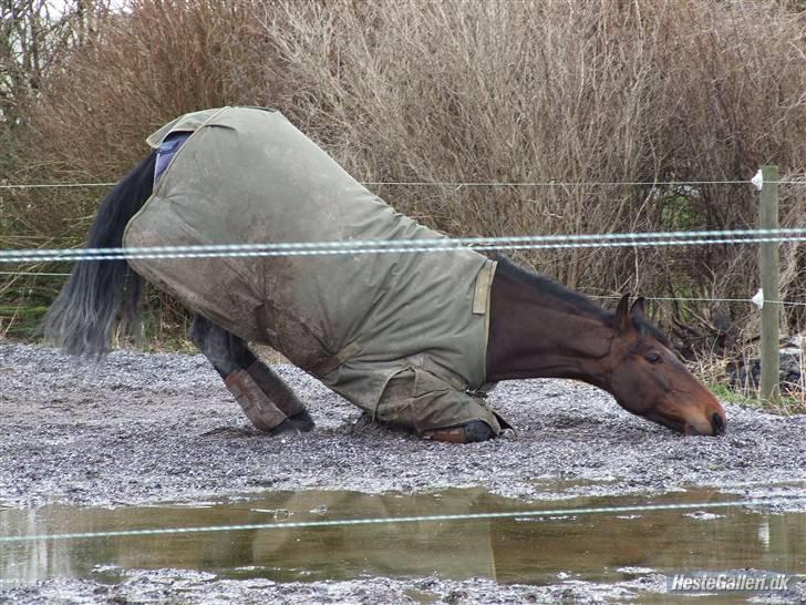 Oldenborg VESTERGÅRDS FILIPPA (†08) - Foto: REBEKKA - Filippa på fold d. 9/3 billede 2