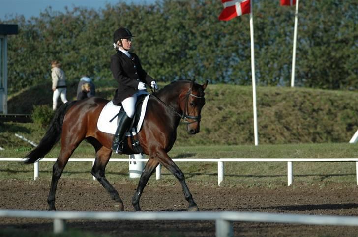 Oldenborg VESTERGÅRDS FILIPPA (†08) - Foto: Durup-fotografi.dk billede 4