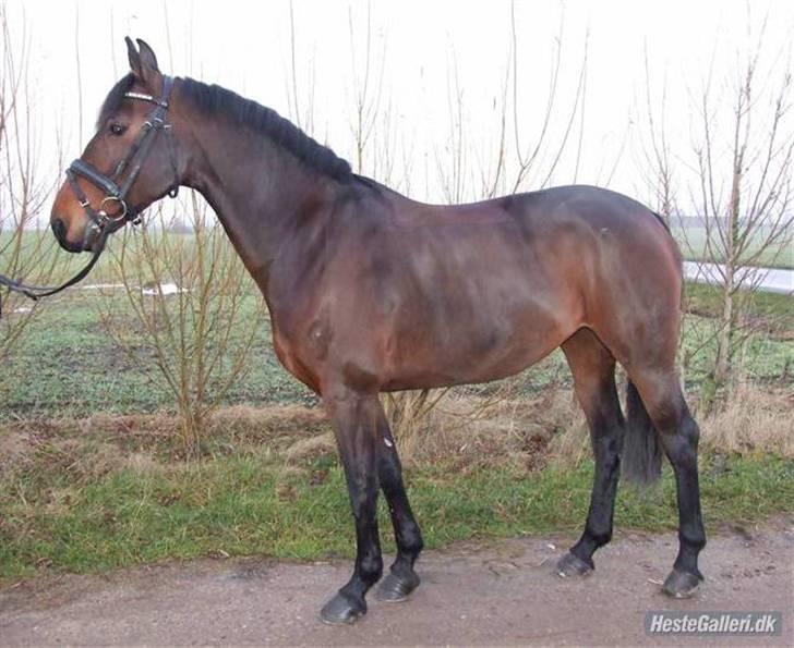 Oldenborg VESTERGÅRDS FILIPPA (†08) - REBEKKA billede 5