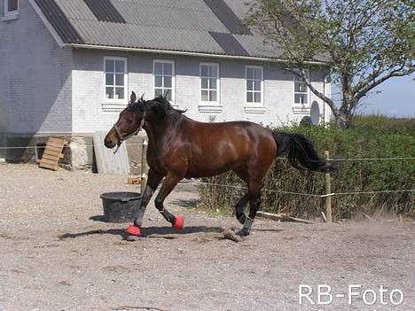 Oldenborg VESTERGÅRDS FILIPPA (†08) billede 8